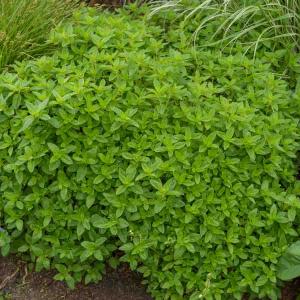 Origan - Marjolaine Vivace